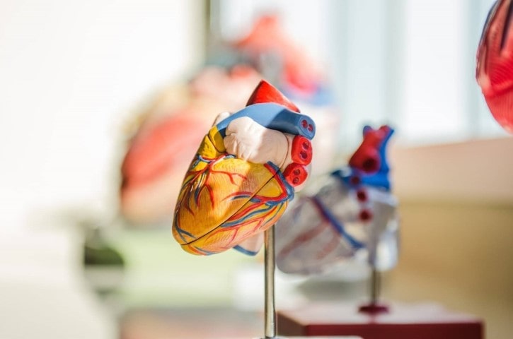 model of a human heart