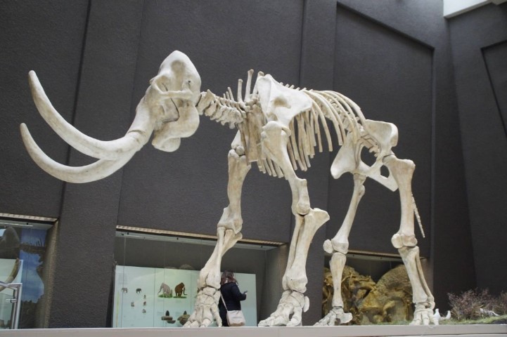 big mammoth skeleton made of bones