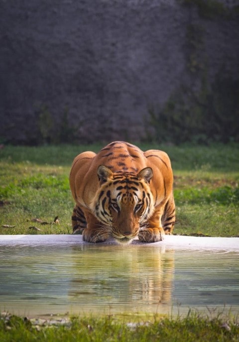 crouching tiger drinking water in lake