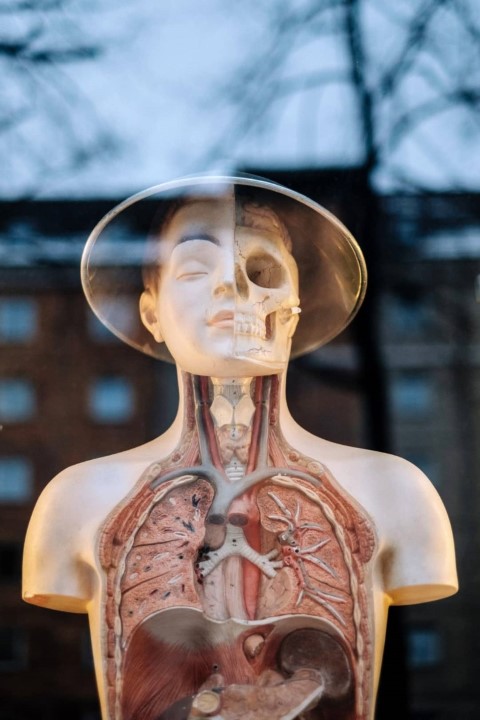 image of a torso model with organs and skeleton